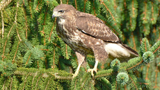 Mäusebussard (3).jpg